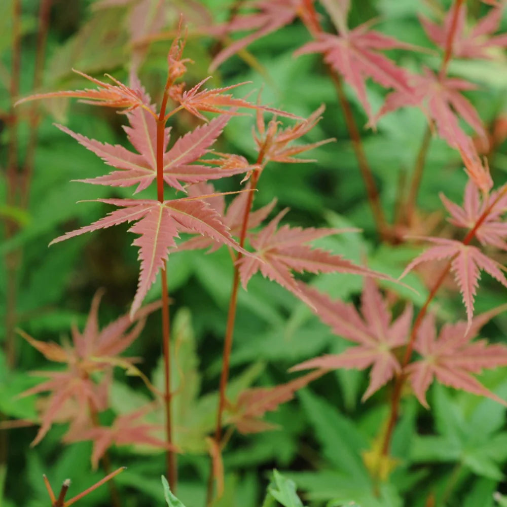 Japanse Esdoorn (Acer palmatum 'Phoenix') - Japanse Esdoorn