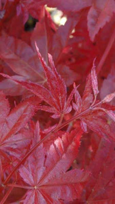 Érable du Japon (Acer palmatum 'Red Emperor')