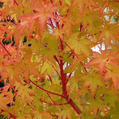 Érable du Japon (Acer palmatum 'Sangokaku')