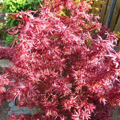 Érable du Japon (Acer palmatum 'Shaina')