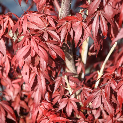 Érable du Japon (Acer palmatum 'Skeeters Broom')