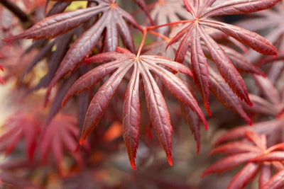 Érable du Japon (Acer palmatum 'Trompenburg')