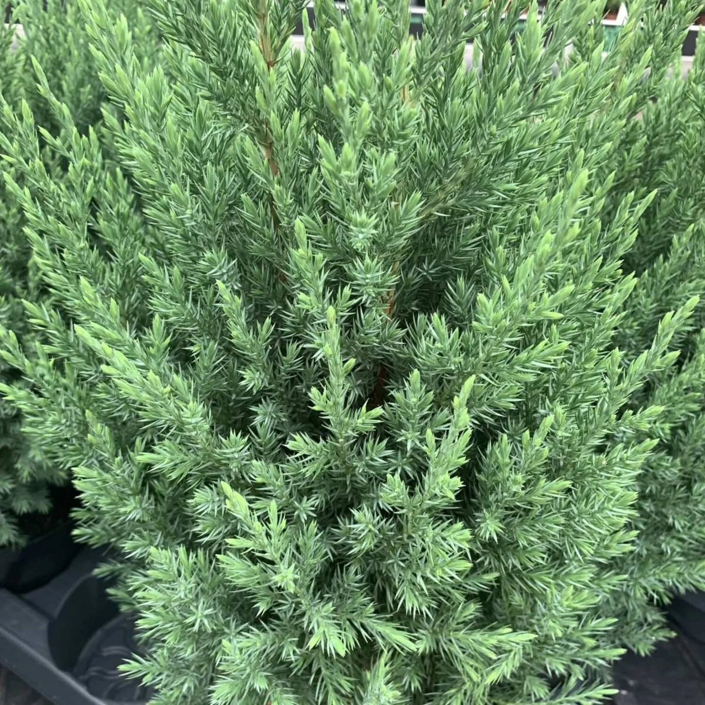 Jeneverbes (Juniperus chin. ‘Stricta’) - Coniferen