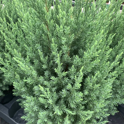 Jeneverbes (Juniperus chin. ‘Stricta’) - Coniferen