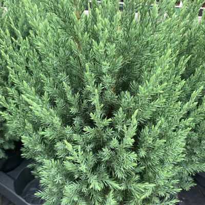Genévrier (Juniperus chin. 'Stricta')