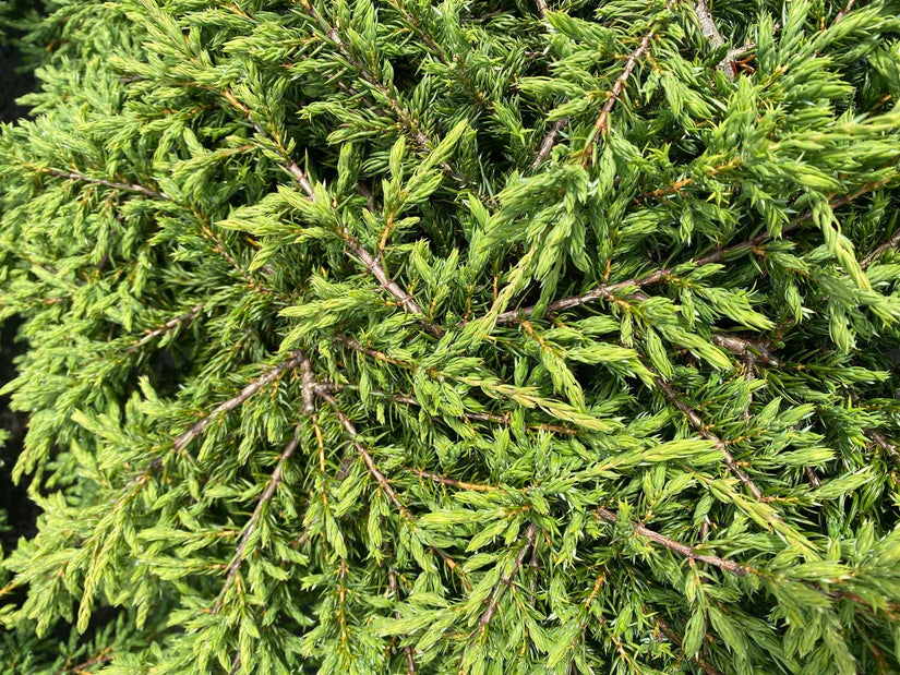 Jeneverbes (Juniperus comm. ‘Repanda’) - Coniferen