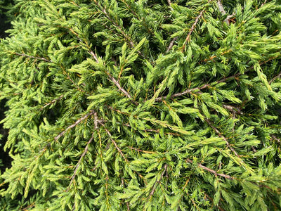 Genévrier (Juniperus comm. 'Repanda')