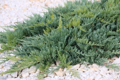 Genévrier (Juniperus horizontalis 'Blue Chip')