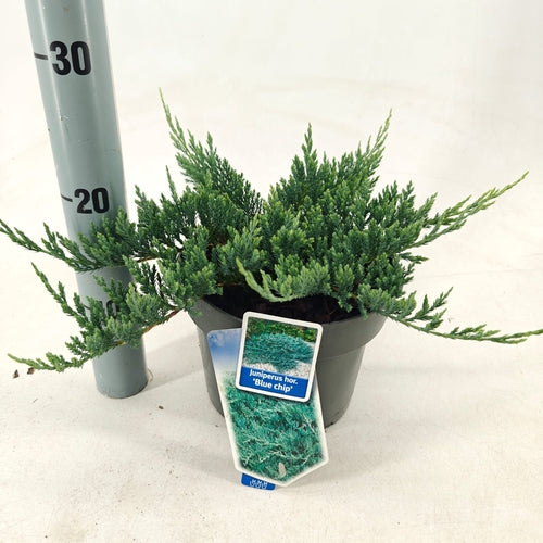 Jeneverbes (Juniperus horizontalis ‘Blue Chip’) - Coniferen