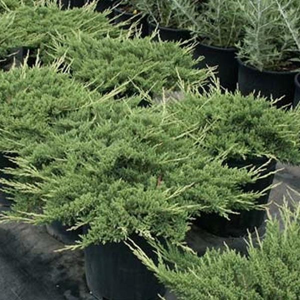 Jeneverbes (Juniperus horizontalis ‘Prince of Wales’) - Coniferen