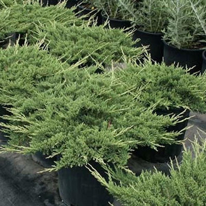 Jeneverbes (Juniperus horizontalis ‘Prince of Wales’) - Coniferen