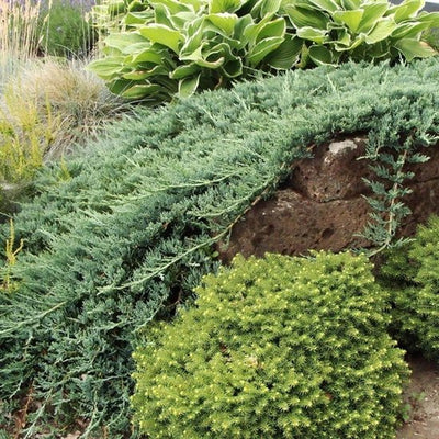Genévrier (Juniperus horizontalis 'Wiltonii')