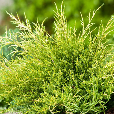 Genévrier (Juniperus med. 'Old Gold')