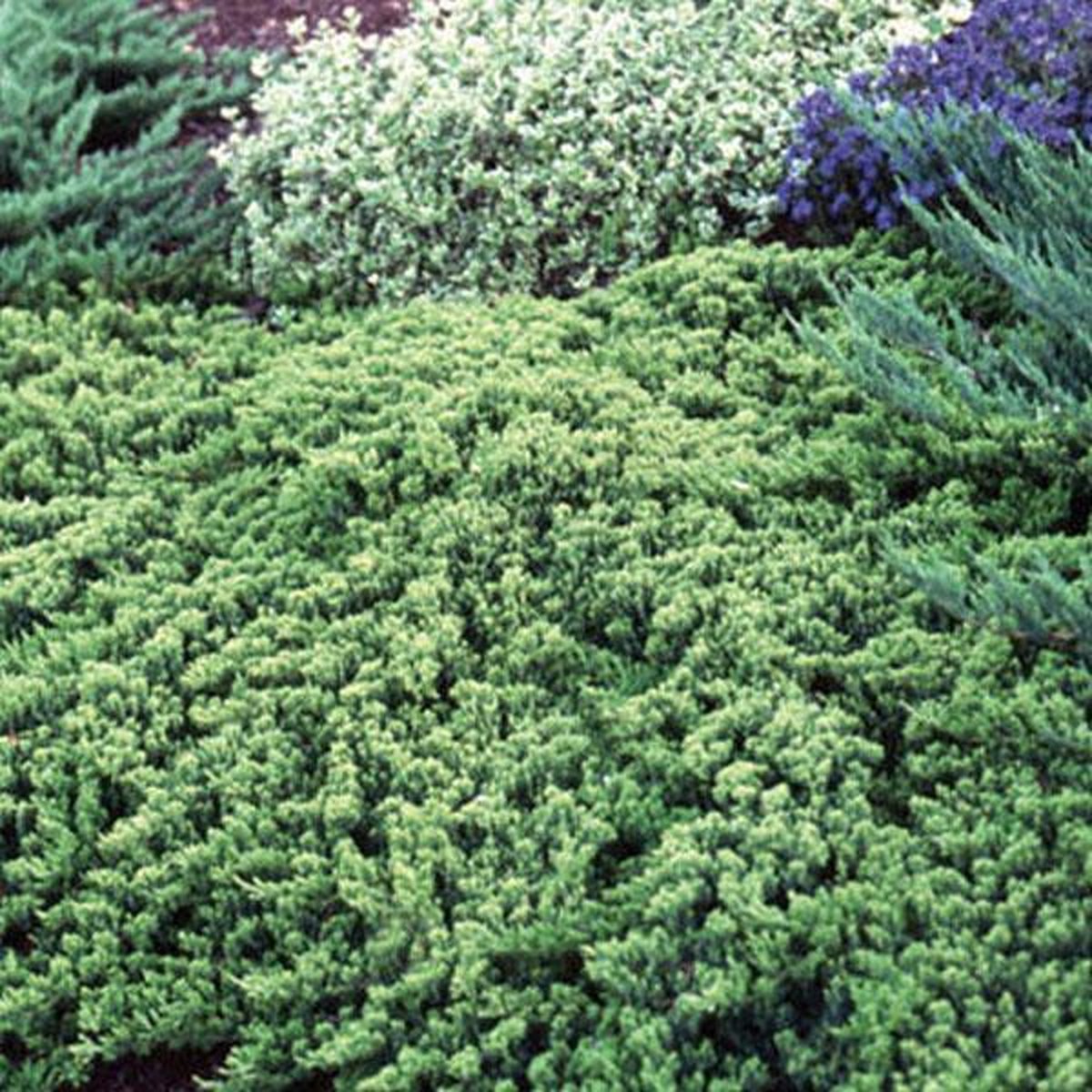 Jeneverbes (Juniperus procumbens ‘Nana’) - Coniferen