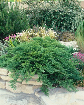 Genévrier (Juniperus sabina 'Tamariscifolia')