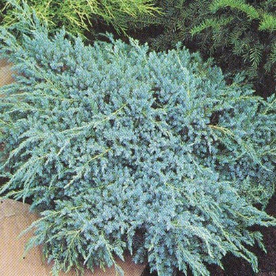 Genévrier (Juniperus squamata 'Blue Carpet')