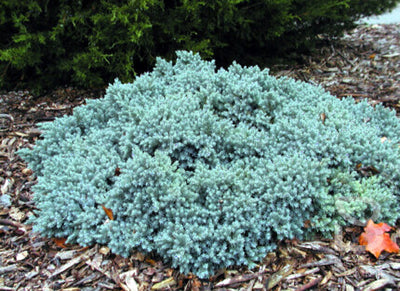 Genévrier (Juniperus squamata 'Blue Star')