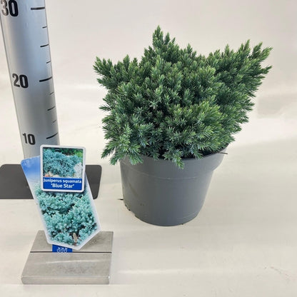 Jeneverbes (Juniperus squamata ‘Blue Star’) - Coniferen