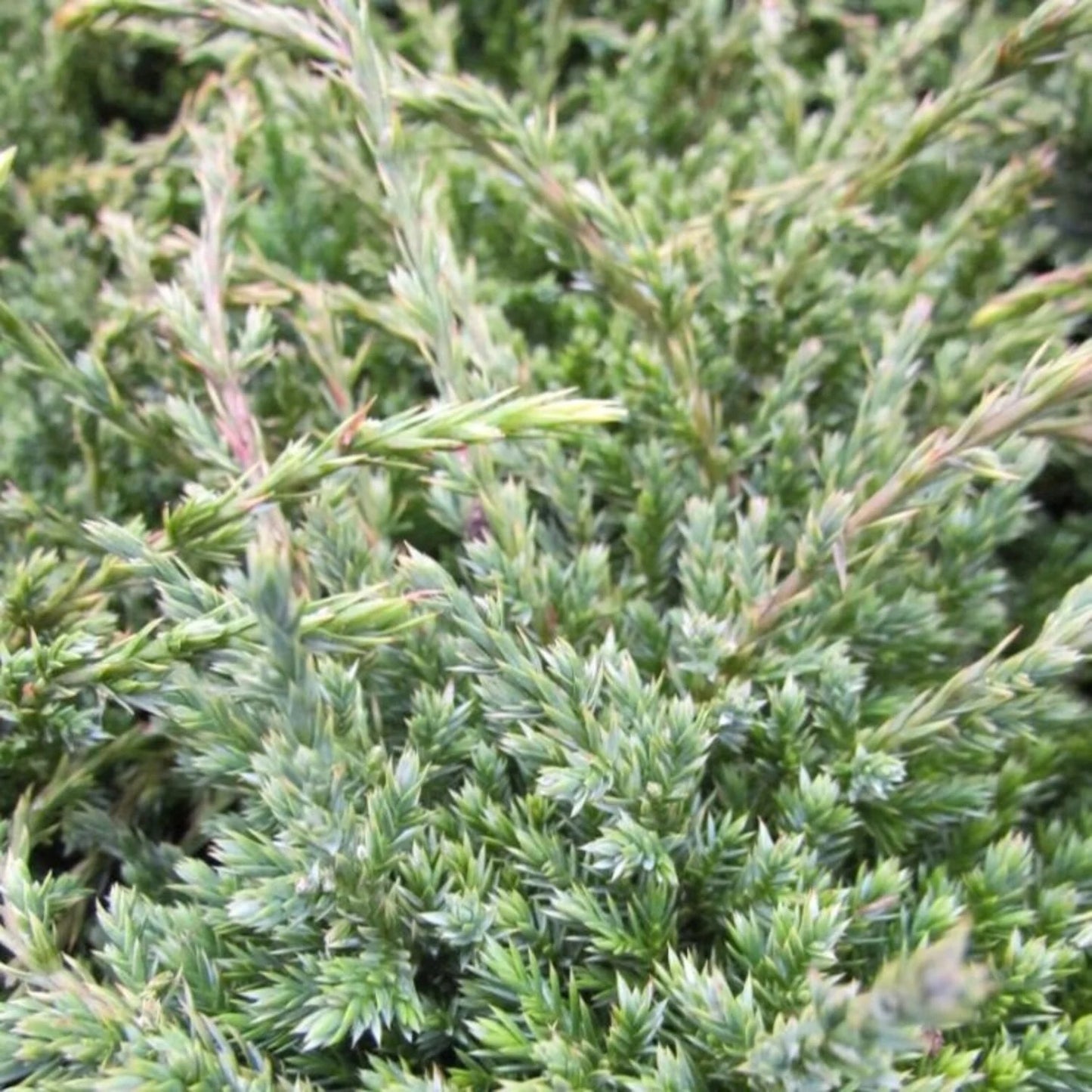 Jeneverbes (Juniperus squamata ‘Holger’) - Coniferen