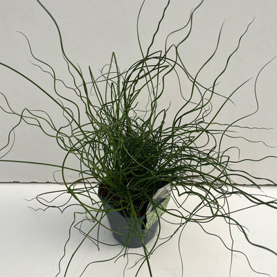 Juncus 'Spiralis' (herbe en spirale)