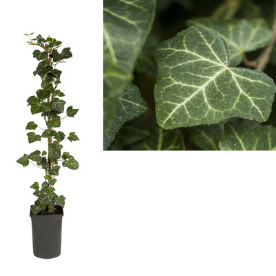 Hedera h. 'Woerner'