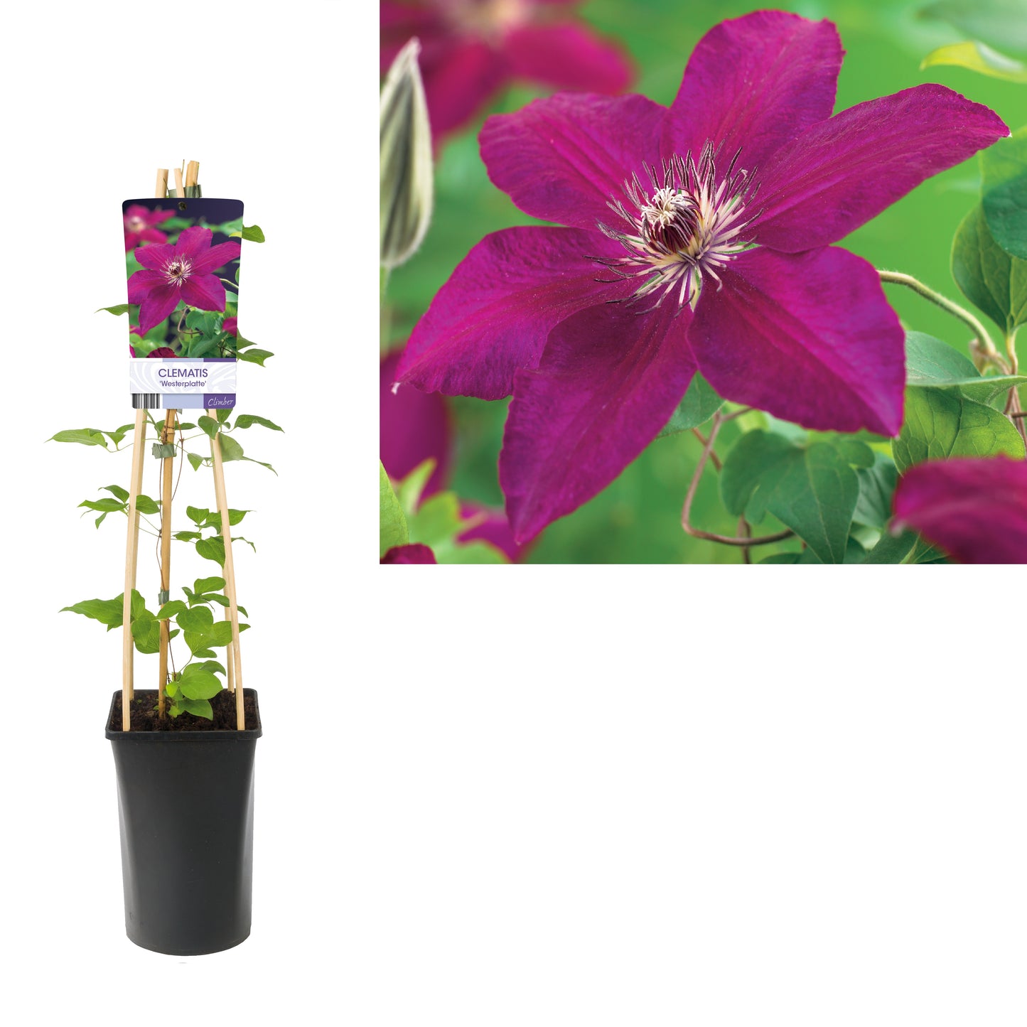 Klimplant Clematis 'Westerplatte' (Bosrank) - Klimplanten