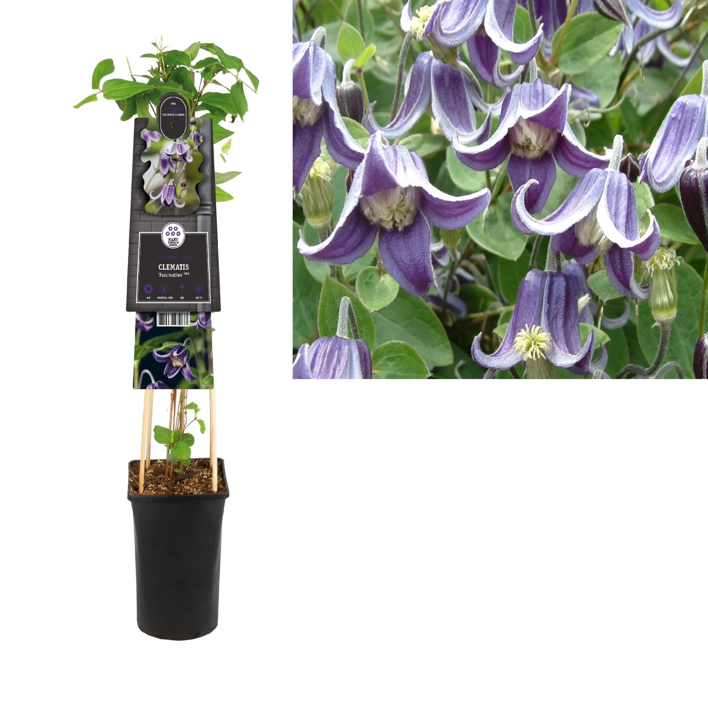 Klimplant Clematis 'Fascination' PBR (Bosrank) - 
