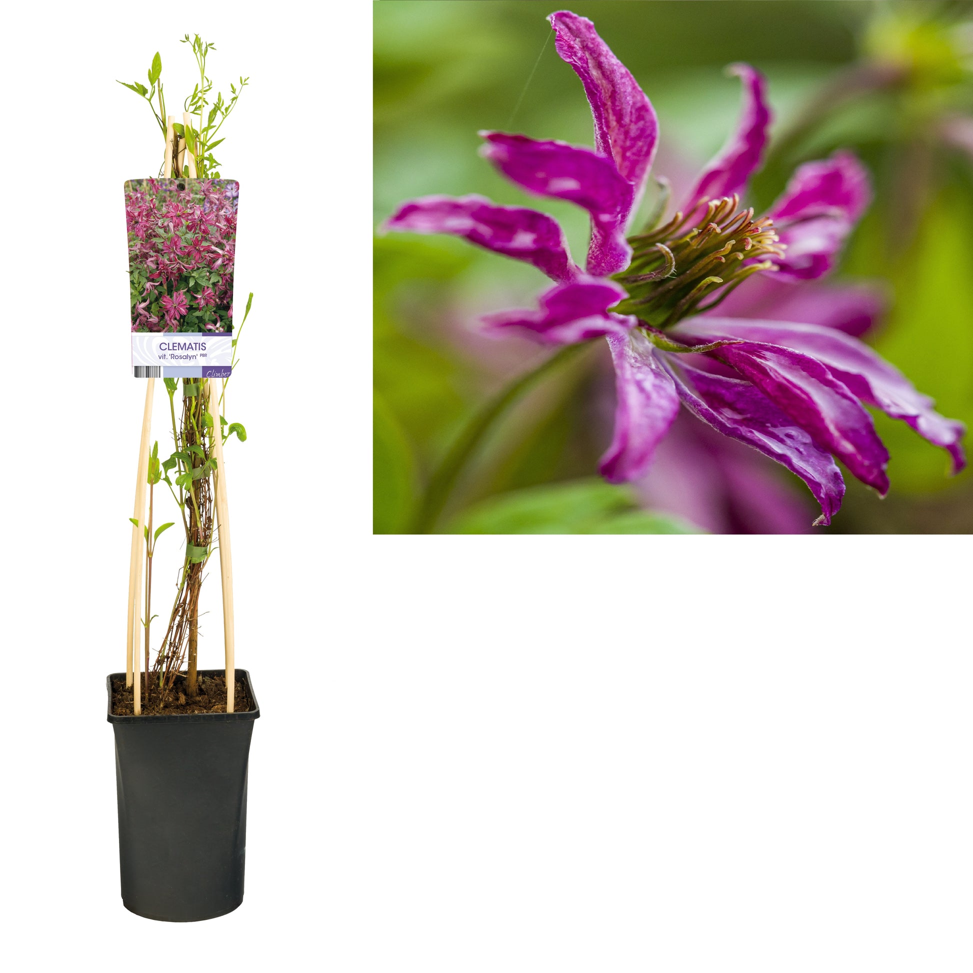 Klimplant Clematis vit. 'Rosalyn' PBR (Bosrank) - 