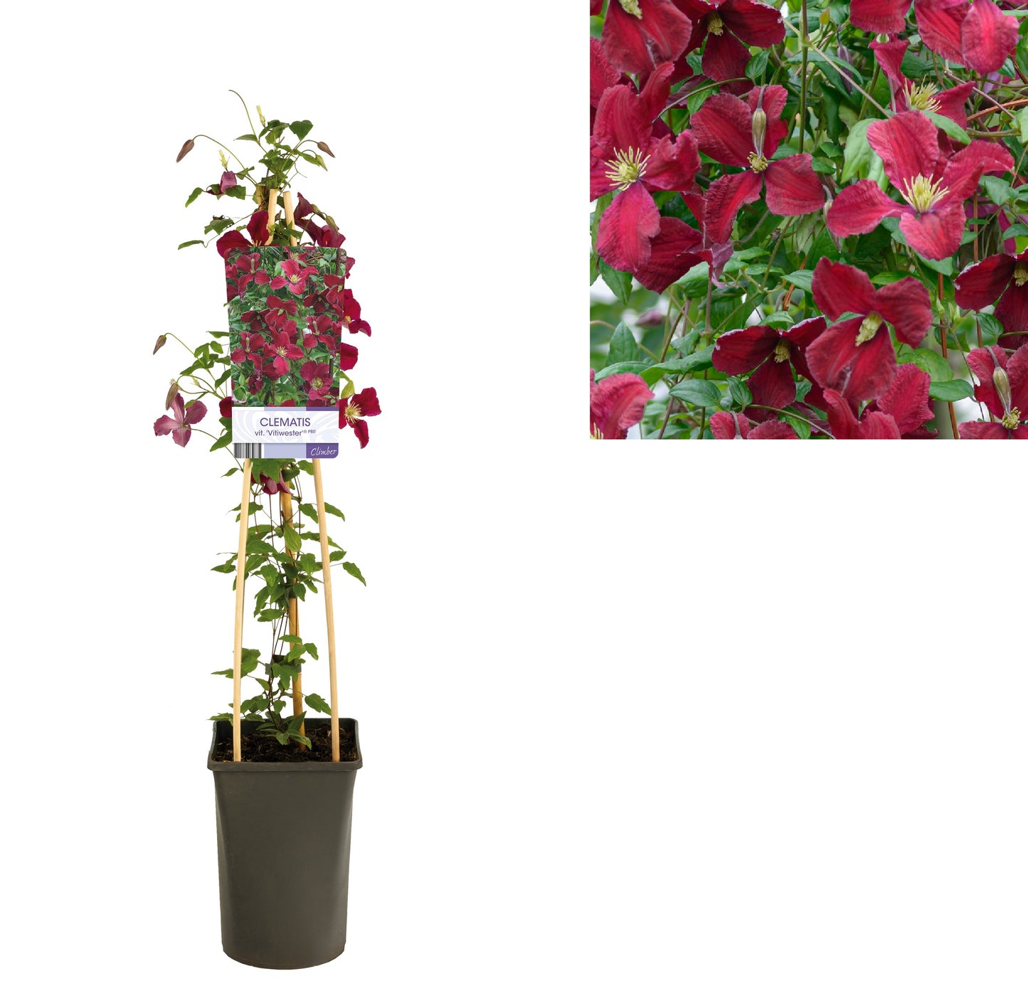 Klimplant Clematis vit. 'Vitiwester'® PBR (Bosrank) - 