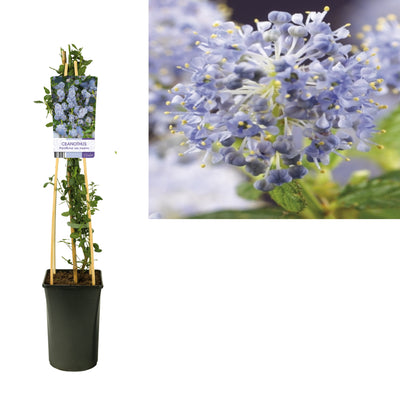 Ceanothus thyrsiflorus var. repens (lilas américain)