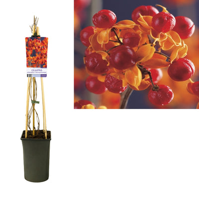 Celastrus orbiculatus 'Hermaphroditus' (Étrangleur des arbres)