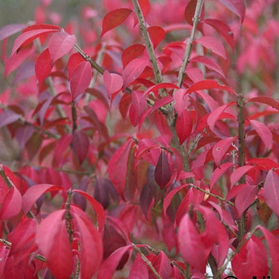Cardinal à crête (Euonymus alatus 'Compactus')