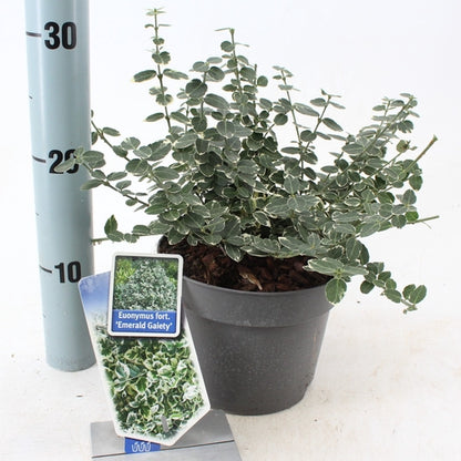 Kardinaalsmuts (Euonymus fortunei  'Emerald Gaiety') - Heesters