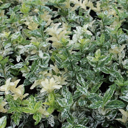 Kardinaalsmuts (Euonymus fortunei 'Harlequin') - Heesters