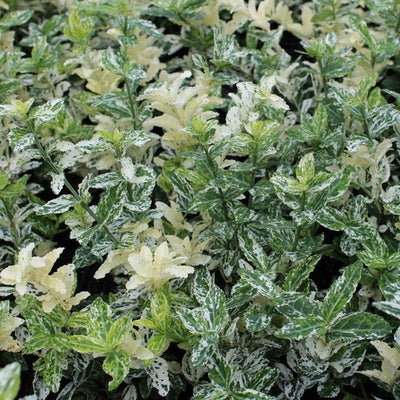 Chapeau de cardinal (Euonymus fortunei 'Arlequin')