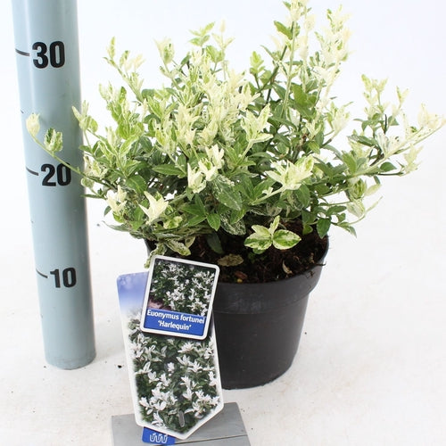 Kardinaalsmuts (Euonymus fortunei 'Harlequin') - Heesters