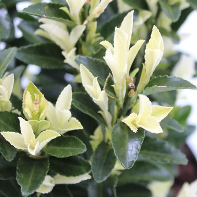 Chapeau de cardinal (Euonymus japonicus Paloma Blanca)