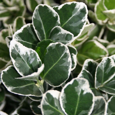 Bonnet cardinal (Euonymus japonicus 'Kathy')