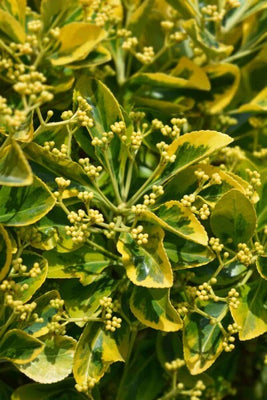 Bonnet cardinal (Euonymus japonicus 'Marieke')