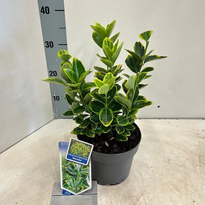 Kardinaalsmuts (Euonymus japonicus 'Marieke') - Heesters