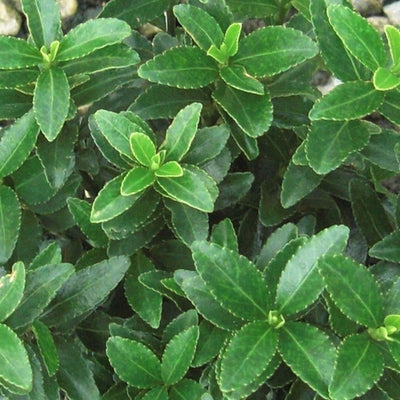 Gros-bec (Euonymus japonicus 'Microphyllus')