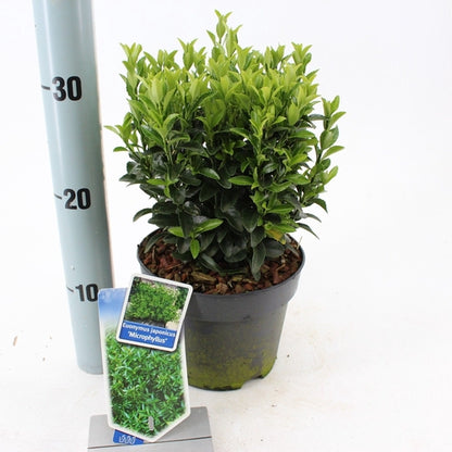 Kardinaalsmuts (Euonymus japonicus 'Microphyllus') - Heesters