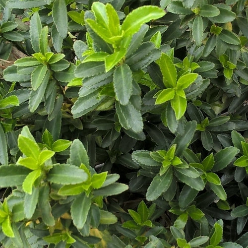 Kardinaalsmuts (Euonymus japonicus 'Microphyllus') - Heesters