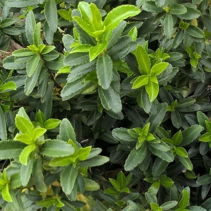 Kardinaalsmuts (Euonymus japonicus 'Microphyllus') - Heesters