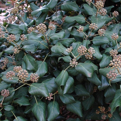 Klimop (Hedera colchica 'Fall Favourite') - Heesters
