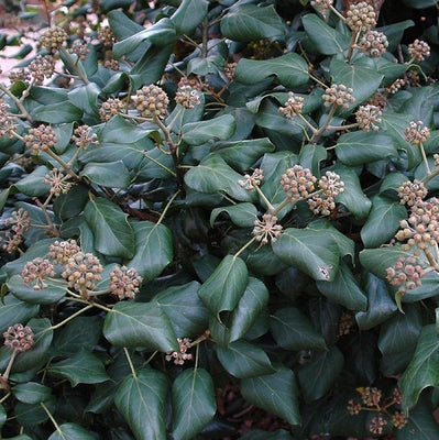 Lierre (Hedera colchica 'Fall Favorite')