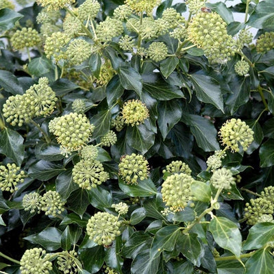 Lierre (Hedera helix 'Arborescens')