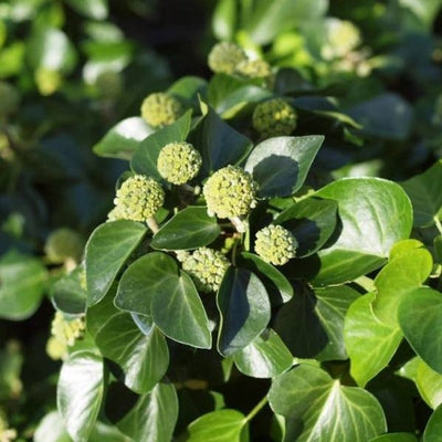 Lierre (Hedera helix 'Arbori Compact')
