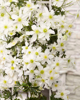 Clématite grimpante carthame Avalanche (Airelle de vache)