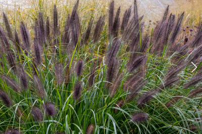 Herbe lamproie (Pen. alopecuroides 'Virid. Back Beauty')